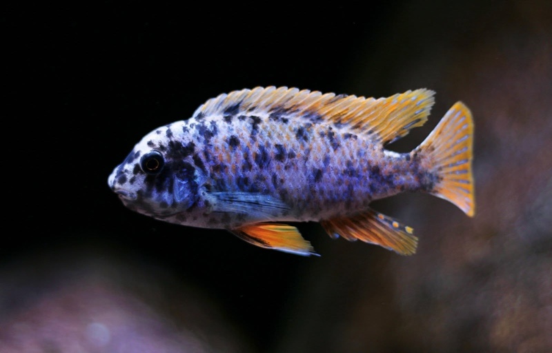Labeotropheus fuelleborni 'Mitande Reef (Rocks)'